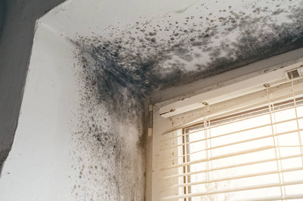 Affordable Mold Remediation solutions in Luke, MD