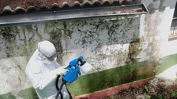 Top rated local Mold Remediation specialists in Luke, MD